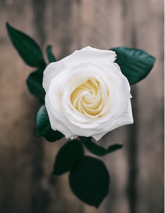 Elizabeth Manning Obituary