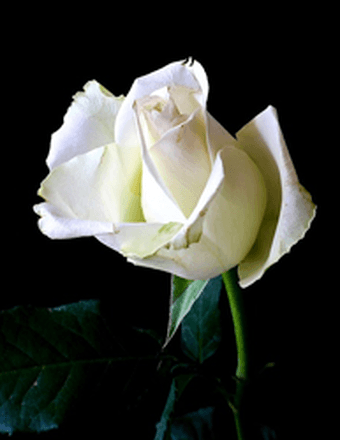 Diane George Obituary