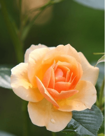 Mary Jane Budjako Obituary