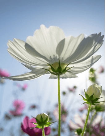 Jean Dolores Frazier Obituary